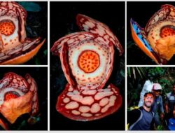 Survei BRIN di Sumbar Ungkap Rafflesia Hasseltii Mekar, Indonesia Berpotensi Punya Spesies Baru?