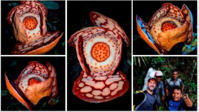 Survei BRIN di Sumbar Ungkap Rafflesia hasseltii Mekar, Indonesia Berpotensi Punya Spesies Baru?