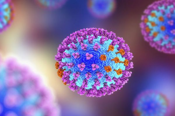 Kemenkes Temukan Flu Babi di Pedalaman Riau, 5 Anak Meninggal
