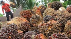 TBS Sawit Riau Naik 3,16 Persen, Harga Tertinggi Sentuh Rp4.075 per Kg