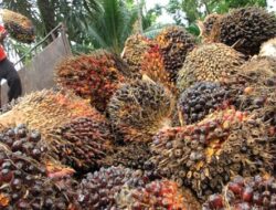 TBS Sawit Riau Naik 3,16 Persen, Harga Tertinggi Sentuh Rp4.075 per Kg
