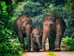 Krisis Konservasi? Dalam 7 Bulan, 3 Anak Gajah Sumatera Mati di Riau