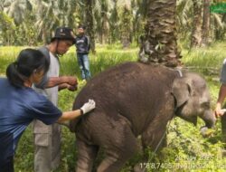BBKSDA Riau Kirim Sampel Organ Bayi Gajah Laila untuk Mengungkap Penyebab Kematian