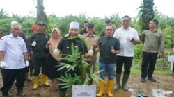 Pemprov Bengkulu Tertibkan Sawit di Bantaran Sungai, 49.280 Bibit Pohon Ditanam