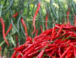 Harga Cabai Melonjak Jelang Nataru, Pemprov Riau Datangkan 2 Ton Cabai Merah dari Sleman