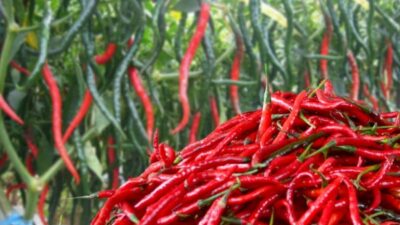Harga Cabai Melonjak Jelang Nataru, Pemprov Riau Datangkan 2 Ton Cabai Merah dari Sleman