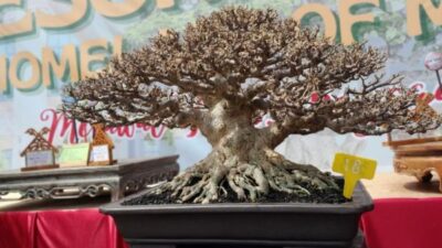 Dialog Manusia dan Alam dalam Seni Bonsai di Homeland of Melayu II