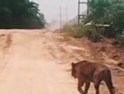 Kemunculan Harimau Sumatera Meningkat, Pemprov Riau Tegaskan Larangan Pasang Jerat