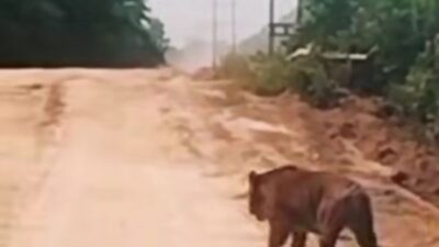 Kemunculan Harimau Sumatera Meningkat, Pemprov Riau Tegaskan Larangan Pasang Jerat