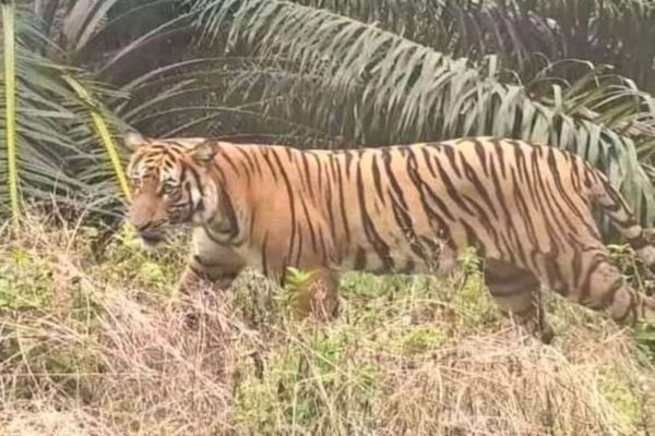 Harimau Sumatera Muncul Lagi di Pelalawan Riau, BBKSDA Turunkan Tim Mitigasi