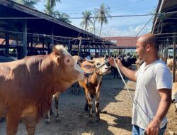Aceh Terima Rp72,75 Miliar Bantuan Sapi Meugang dari Presiden Prabowo untuk Daerah Terdampak Bencana