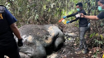 Kasus Gajah Mati Tanpa Kepala di Konsesi PT RAPP: 33 Saksi Sudah Diperiksa