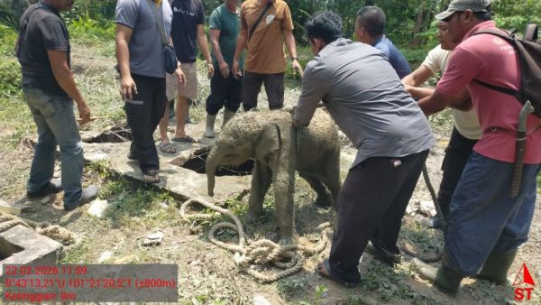11 Gajah Mengamuk di Siak, Usai Anaknya Terjebak Septic Tank di Permukiman