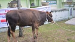 Pemprov Riau Matangkan Seleksi Sapi Kurban Bantuan Presiden Jelang Iduladha