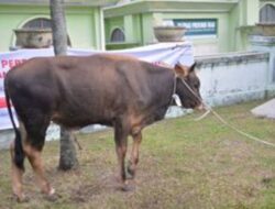 Pemprov Riau Matangkan Seleksi Sapi Kurban Bantuan Presiden Jelang Iduladha