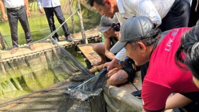 Dukung Swasembada Ikan Lahat, PT SMS Sukses Panen Raya 1,6 Ton Lele di Beringin Jaya