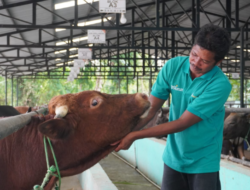 Jual Sapi Kurban 2026, Peternak Binaan BSI Maslahat Siapkan Hewan Ternak Sehat