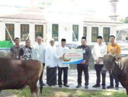 Semangat Iduladha 1447 H, Bank Sumsel Babel Tebar Bantuan Hewan Kurban ke Masyarakat Sumsel dan Babel