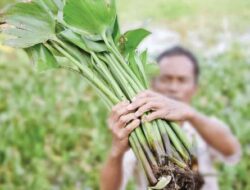 ​Inovasi Eceng Gondok Binaan Pertamina Kilang Plaju Raih Penghargaan Emas
