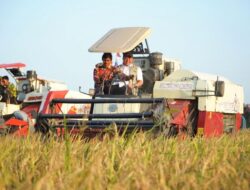 Kompak, Herman Deru Bersama Pangdam dan Kapolda Sumsel Ikuti Panen Raya TNI di OKI