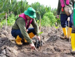 Kilang Plaju Tegaskan Komitmen Jangka Panjang Jaga Ekosistem Pesisir di Hari Mangrove Sedunia