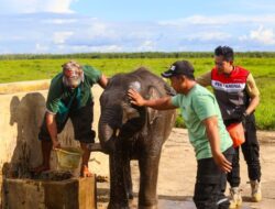 Komitmen Jaga Gajah Sumatera, Kilang Plaju Aktif Rawat Warisan Alam Sumsel