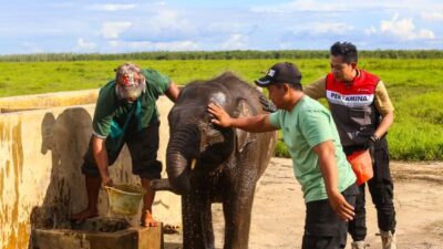 Komitmen Jaga Gajah Sumatera, Kilang Plaju Aktif Rawat Warisan Alam Sumsel
